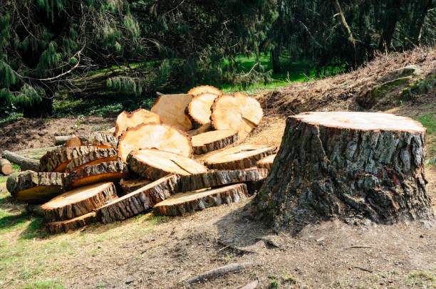 How Our Tree Care Process Works  in  Mullens, WV